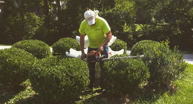 Improve Your Garden with Heald green tree surgeon Specialist Care